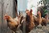 chickens (2)