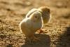 chicks unsplash