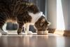 Cat eating catfood petfood petcare