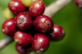 Nescafe Regenerative Agriculture