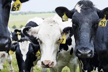 dairy cows