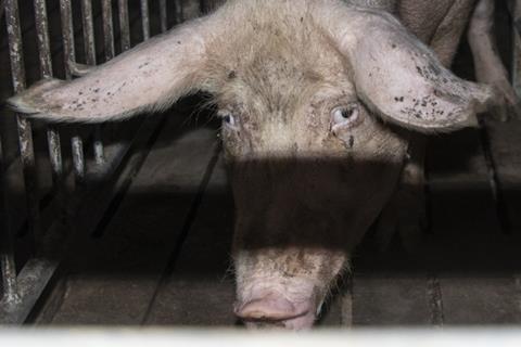 Hogwood Pig Farm pig